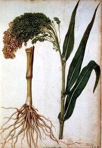 Setaria italica, ca. 1568
