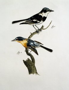 Han og hun af Pririt Batis (Batis pririt) af Jacques (after) Barraband