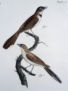 Han og hun af brillemonark (Monarcha trivirgata) af Jacques (after) Barraband