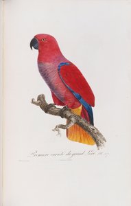Premiere variete du Grand Lori, graveret af Langlois, c.1801-05