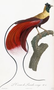 Rød Paradisfugl