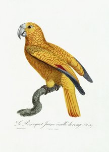 Gul og rød papegøje, c.1801-05