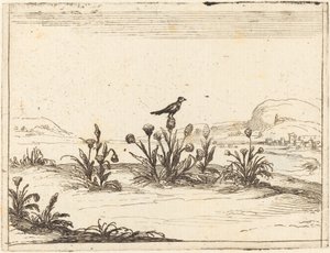 Fugl sat i en tidsel af Jacques Callot