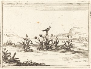 Fugl, der sidder på en tidsel af Jacques Callot