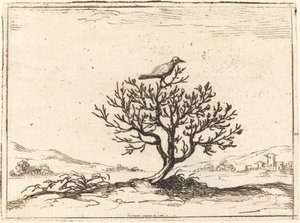 Nattergal i en busk af Jacques Callot