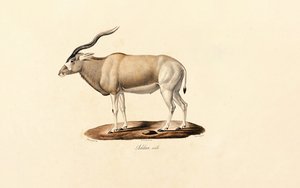 Addax-antilope af Jacques Christophe Werner