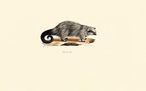 Afrikansk pindsvin med børstehale af Jacques Christophe Werner