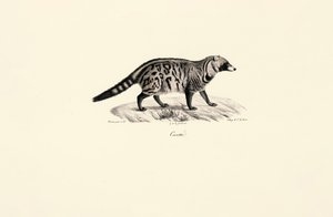 Afrikansk civet (Civettictis civetta) af Jacques Christophe Werner