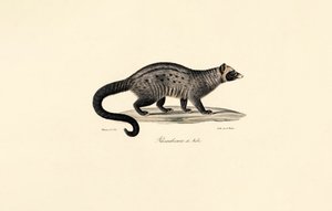 Afrikansk civet af Jacques Christophe Werner