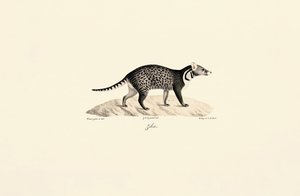 Afrikansk civet