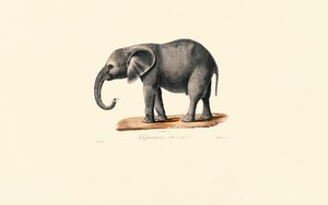 Afrikansk elefant (ungdyr) af Jacques Christophe Werner