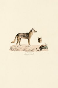 Afrikansk guldsjakal fra Senegal af Jacques Christophe Werner