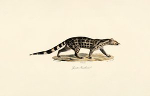 Afrikansk palme-civet