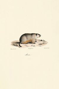 Alpine Marmot (Monax-variant) af Jacques Christophe Werner