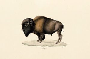 Amerikansk bison af Jacques Christophe Werner