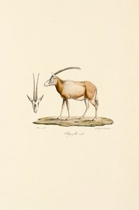 Arabisk gazelle af Jacques Christophe Werner