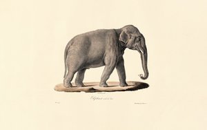 Asiatisk elefant af Jacques Christophe Werner
