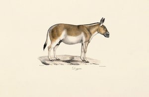 Asiatisk vild røv af Jacques Christophe Werner