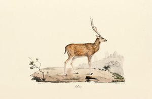Axis Hjort af Jacques Christophe Werner
