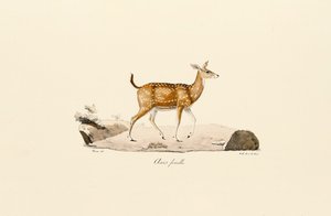 Axis hjort hun af Jacques Christophe Werner