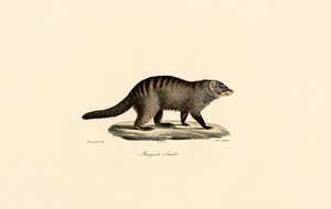 Båndet mongol af Jacques Christophe Werner