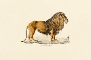 Barbary Lion i profil af Jacques Christophe Werner