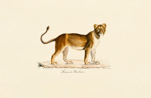 Barbary Lioness i profil af Jacques Christophe Werner
