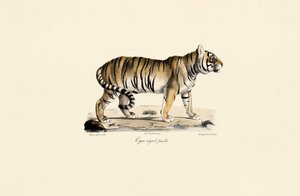 Bengalsk tiger (hun) set fra siden af Jacques Christophe Werner