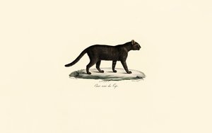 Sortfodet kat af Jacques Christophe Werner