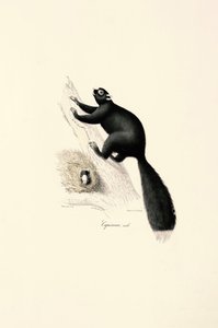 Sort kapucinerabe (han) af Jacques Christophe Werner