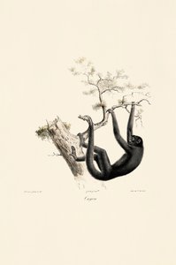 Sort brøleabe af Jacques Christophe Werner