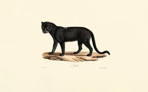 Sort Jaguar (Panthera onca) af Jacques Christophe Werner