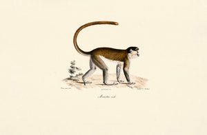 Blå abe (Cercopithecus mitis) af Jacques Christophe Werner