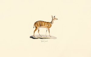 Bushbuck (guib-antilope, hun) af Jacques Christophe Werner