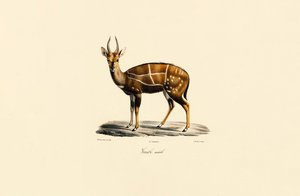 Bushbuck (han) af Jacques Christophe Werner