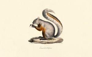 Californisk jordegern af Jacques Christophe Werner