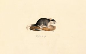 Cape Dormouse af Jacques Christophe Werner