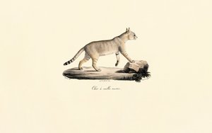 Karakal af Jacques Christophe Werner