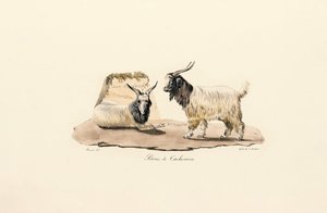 Kashmir-geden af Jacques Christophe Werner