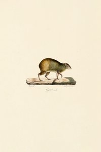 Mellemamerikansk agouti (han) af Jacques Christophe Werner