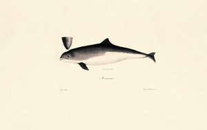 Almindelig flaskehalsdelfin af Jacques Christophe Werner