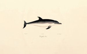 Almindelig delfin af Jacques Christophe Werner