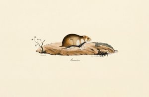 Almindelig hamster af Jacques Christophe Werner