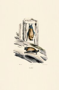 Almindelig noctule af Jacques Christophe Werner