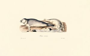 Fælles segl af Jacques Christophe Werner