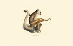 Almindelig egernabe af Jacques Christophe Werner