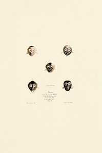 Sammenlignende ansigter hos forskellige abearter af Jacques Christophe Werner