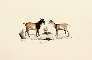 Dværgbuk og dværgged af Jacques Christophe Werner