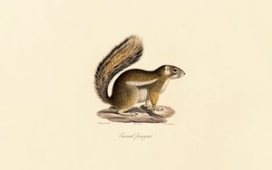 Østligt jordegern af Jacques Christophe Werner