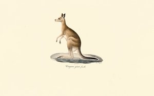 Østlig grå kænguru (hun) af Jacques Christophe Werner